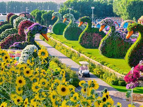 Dubai Miracle Garden reopens on November 1 | Uae – Gulf News