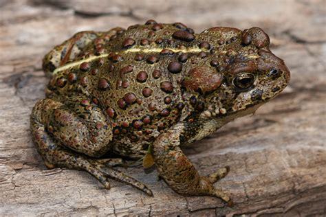 American Bullfrog vs. The Western Toad - Navigator