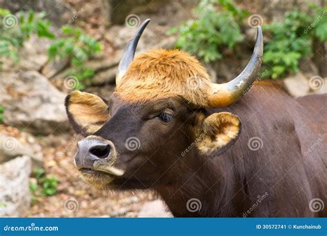 Gaur stock image. Image of huge, animal, elegant, leaf - 30572741