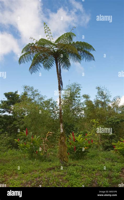 Grenada island - Grand Etang National Park - Grand Etang Lake Stock ...