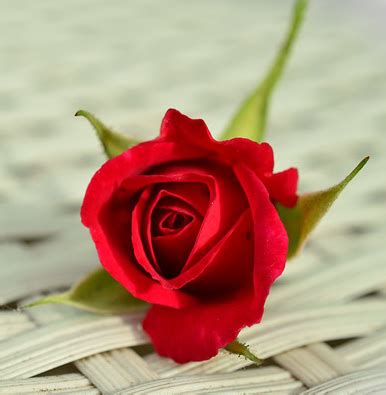 Symbolism and Meaning of Red Roses