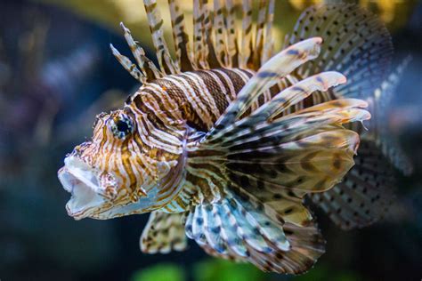 This Weekend's Lionfish Derby Combines Hunting and Environmental Conservation | Sarasota Magazine