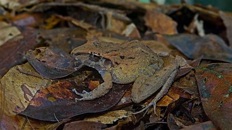 A Beginner's Guide to Keeping Bushveld Rain Frogs as Pets - Acuario Pets