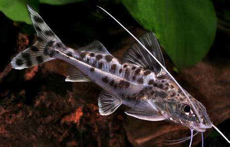 black aquarium catfish - Google Search | Aquarium catfish, Aquarium ...