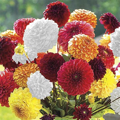 Gardens Alive! 5-Pack Giant Ball Mixed Dahlia Bulbs at Lowes.com