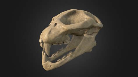 Cheetah Skull - Download Free 3D model by Ofek_Zamir (@zamirofek132) [5600052] - Sketchfab