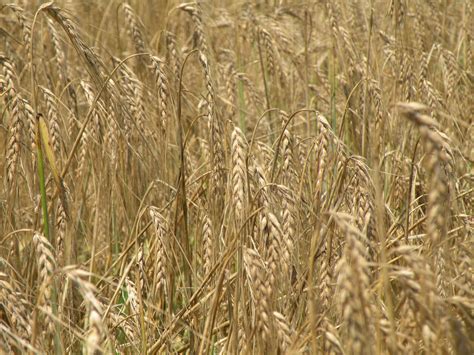 W.K. Kellogg Biological Station • Malting Barley Information and Demonstration Field Day