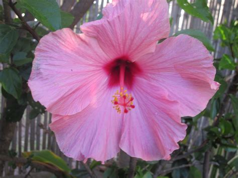 Gorgeous flower in downtown Makowao, Maui | Maui, Flowers, Plants