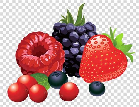 Berry Fruit Clip Art, Forest Fruits Vector Clipart Image PNG | Fruit ...