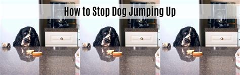 3 Proven Methods for How to Stop Dog Jumping Up