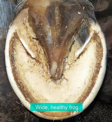 Common Horse Hoof Frog Problems [+ Treatments] | Mad Barn | Healthy ...