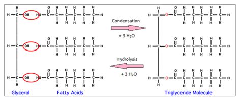 Lipids Structure & Functions | A-Level Biology Revision Notes