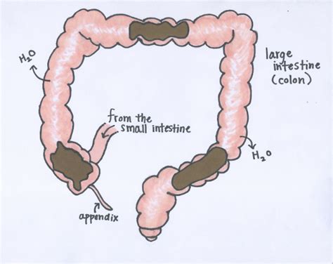 HEALTHY & UNHEALTHY POOP, BOWELS & ELIMINATION - Joyful Belly College ...