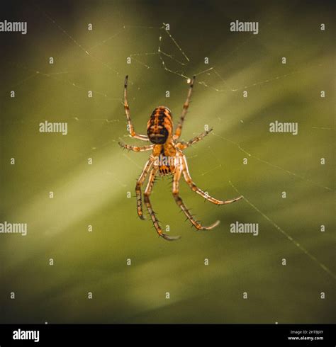 Brown spider on its web Stock Photo - Alamy