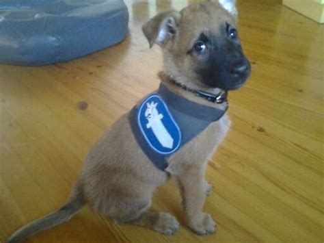 18 adorable K9 puppies in training who are trying their best to act tough