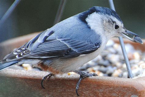 BARRY the BIRDER: Ontario Winter Birds - 15