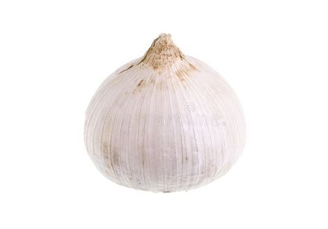 Single Clove Garlic stock image. Image of food, bulb - 70367823