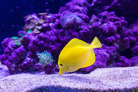 A yellow fish swimming at the bottom of the ocean near purple coral reefs. | Tropical fish ...