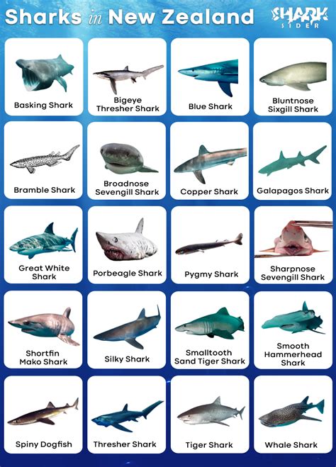 List of Sharks in New Zealand with Pictures