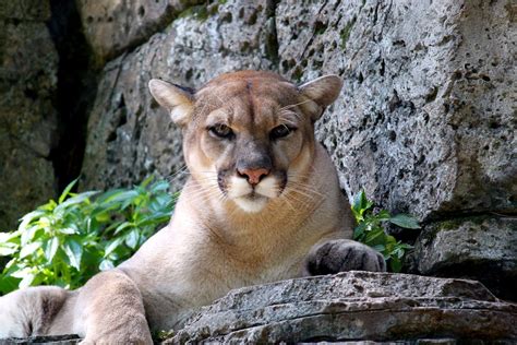 Free stock photo of animal, cougar, mountain lion