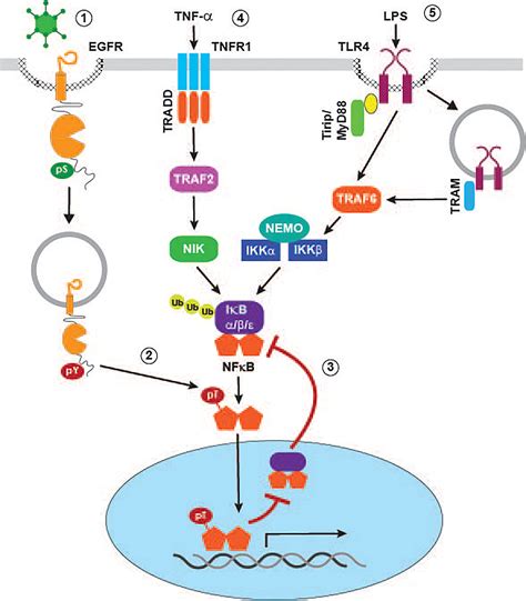 Frontiers | Role of EGF Receptor Regulatory Networks in the Host Response to Viral Infections