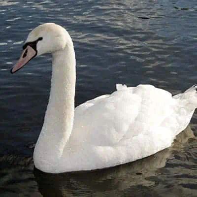 7 Swan Species & Swan Types (How to Identify) - Pond Informer