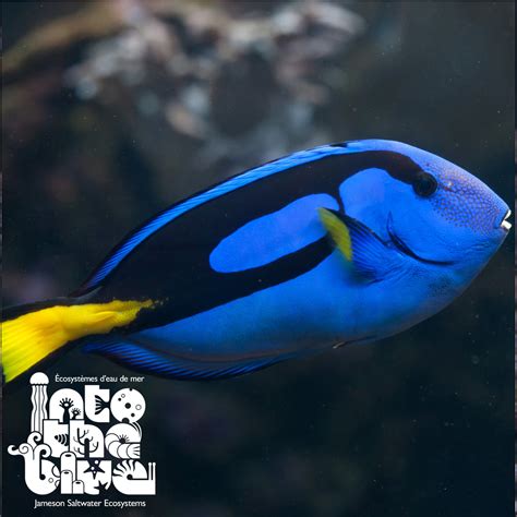 Blue Hippo Tang – Into the Blue Jameson Saltwater Ecosystems Canada