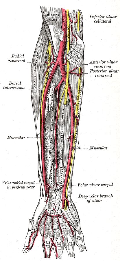 Ulnar Artery – howMed