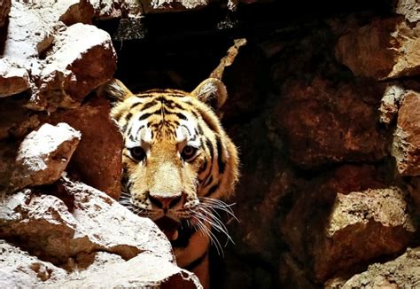 Man-Eater Tiger In UP Kills Fourth Man In Last Month, Forest Officials ...