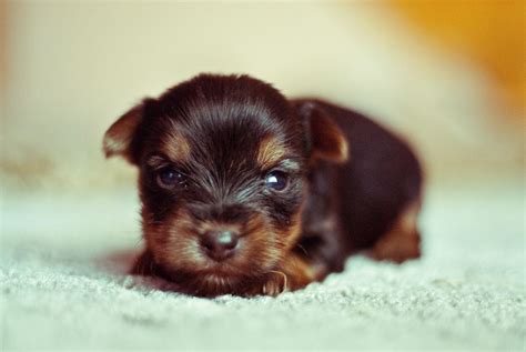 Puppy Development From Birth to 12 Weeks