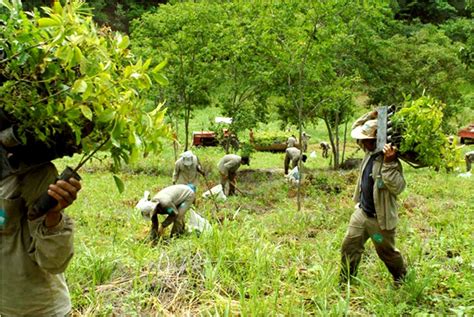 Incredible Pictures Of 20-Year Reforestation Project Of More Than 2.7 ...