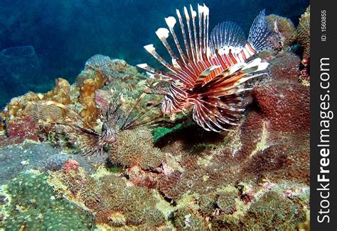 Lionfish Habitat Map