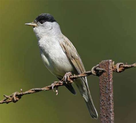 Blackcap | bird | Britannica.com