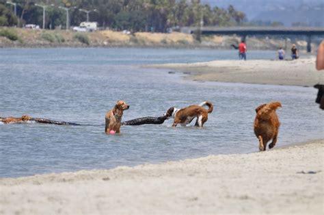 Dog Beach | Ocean Beach San Diego CA