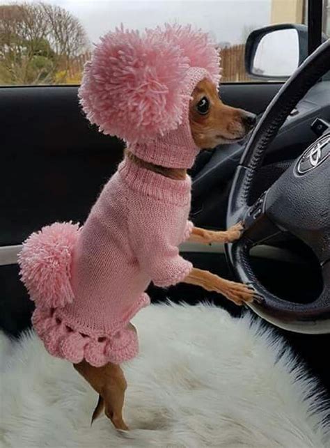 Canine Car Sickness: Here's What You Can Do About It | Baby animals funny, Pom dog, Cute animals