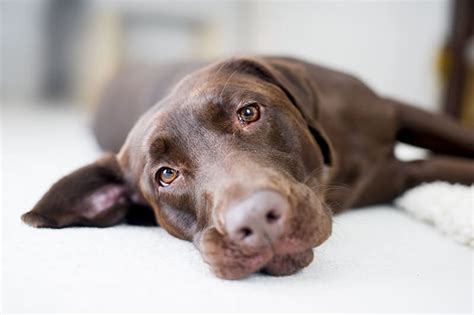 Symptoms of Chocolate Poisoning in Dogs | Berkeley Vet Blog