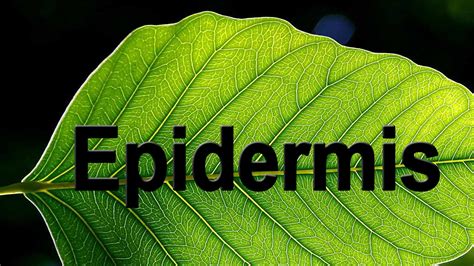 Epidermis in Plants | Biology | Science | Letstute - YouTube