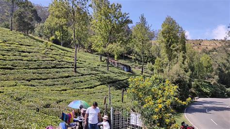 Ooty tea garden,frist Ooty trip with family - YouTube