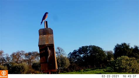 Western Bluebird - Declan's Wildlife