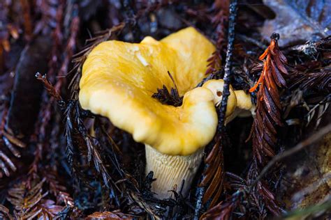 Chanterelle Mushrooms - Kingdom California