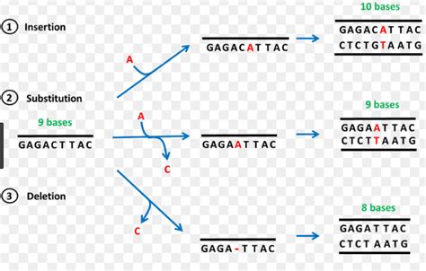 6 Top-Rated Difference Between Point and Frameshift Mutations with ...