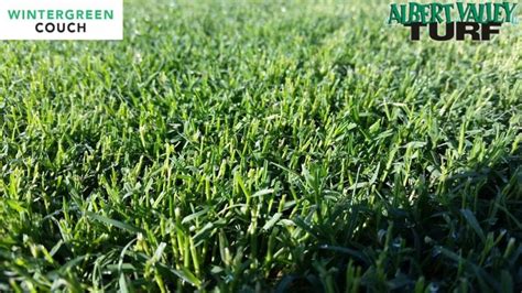 Wintergreen Couch, Green All Year Round - Albert Valley Turf