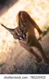 Caracal Showing His Sharp Fangs Stock Photo 785225923 | Shutterstock