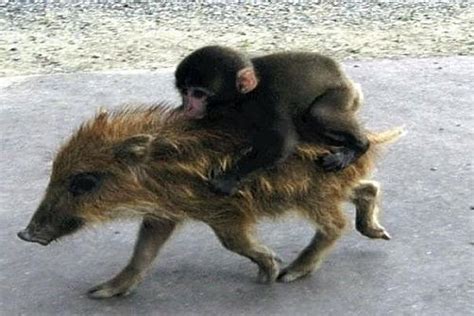 Baby Monkey Rides a Wild Pig, Backwards (Video) - Karma Jello