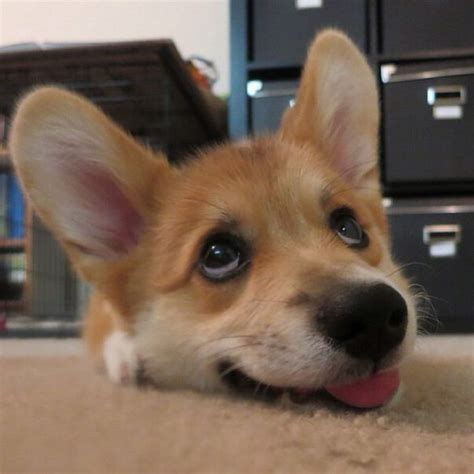 5 Reasons Why Corgi Puppies Are The Best And 25 Pictures That Prove ...