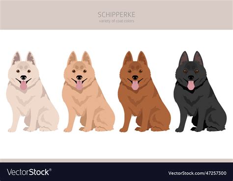 Schipperke clipart different poses coat colors set