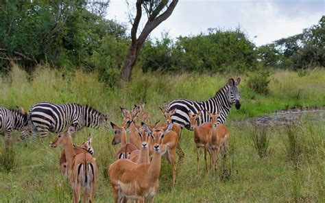 Best Time To Visit Akagera National Park Rwanda- Dry or Wet season?