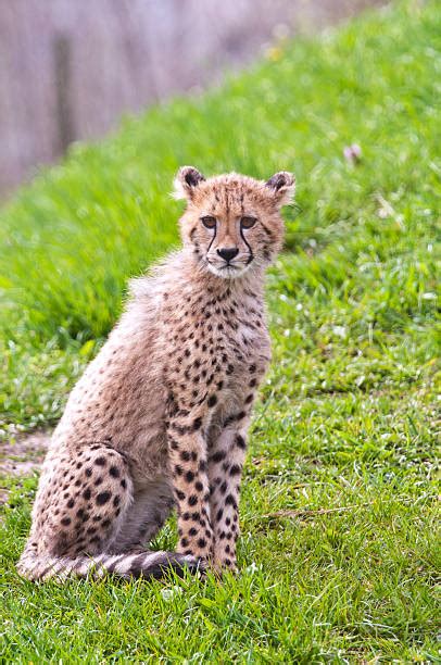 490+ Cheetah With Cubs Sitting Stock Photos, Pictures & Royalty-Free ...