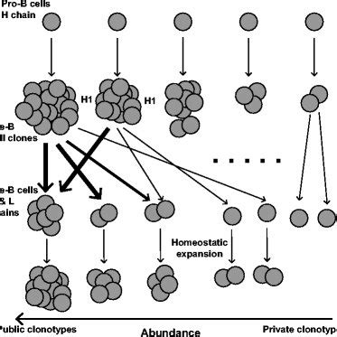 Development of pre-B cells from pro-B cells involves clonal expansion ...