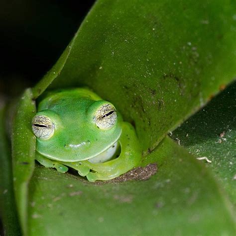 Emerald Glass Frog Sleeping in a Bromilead Plant. Animals And Pets ...